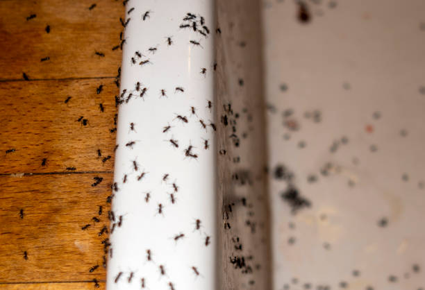 Best Cockroach Control Services  in Redwood City, CA