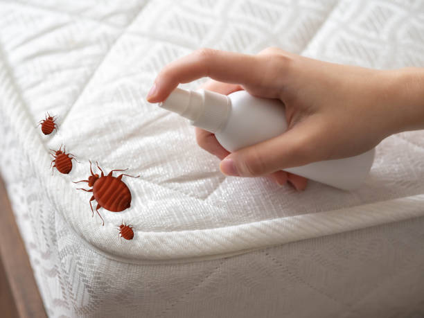 Reliable Redwood City, CA Pest Control Solutions