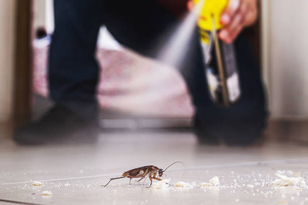 Best Affordable Pest Control Services  in Redwood City, CA